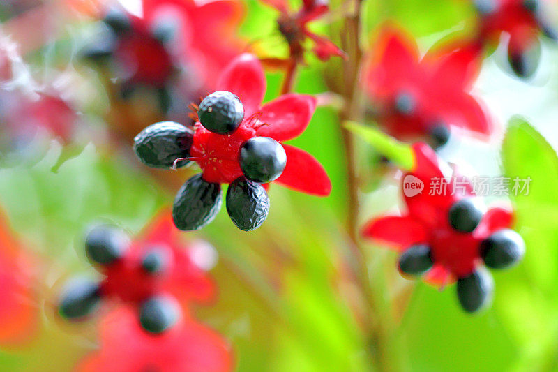 美丽植物的花/毛莨属